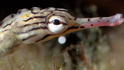 Breeding Habits Of The Banded Pipefish Blue Planet Bbc Earth Youtube