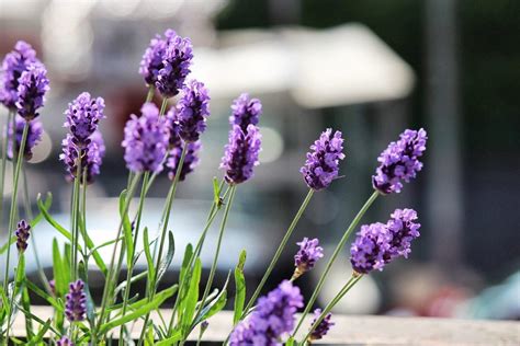 Cómo reproducir la lavanda por esquejes | Jardineria On