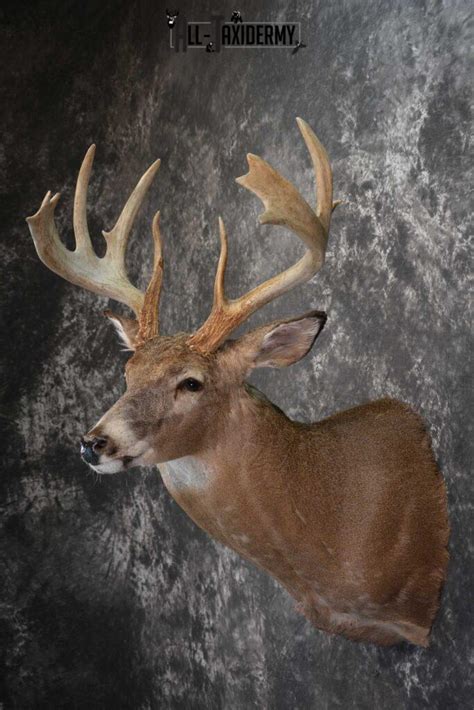 Whitetail Deer Taxidermy Shoulder Mount For Sale Sku 1510 All Taxidermy