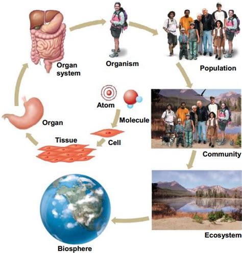 Levels Of Organization From Atom To Biosphere