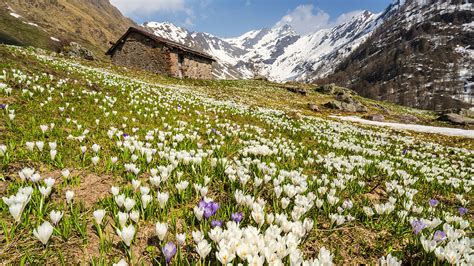 Alps Spring Wallpapers Wallpaper Cave