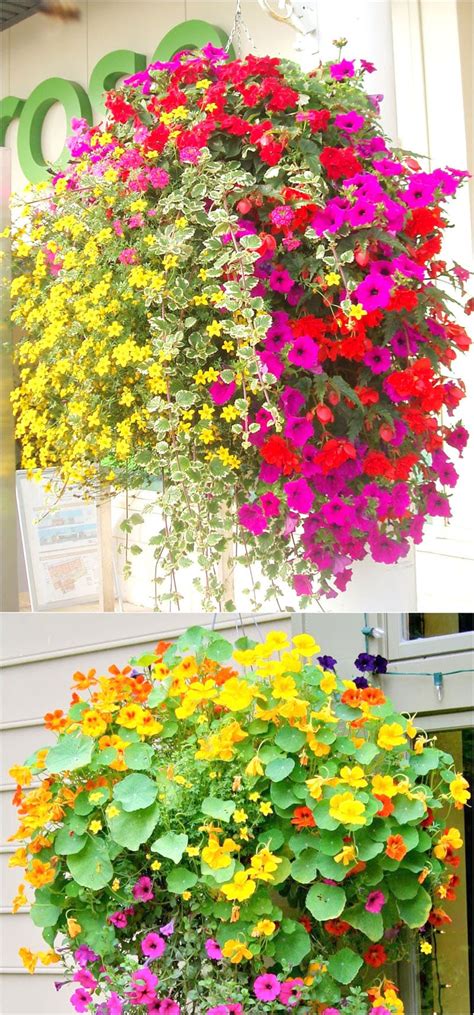 How To Plant Beautiful Flower Hanging Baskets And 20 Best Hanging