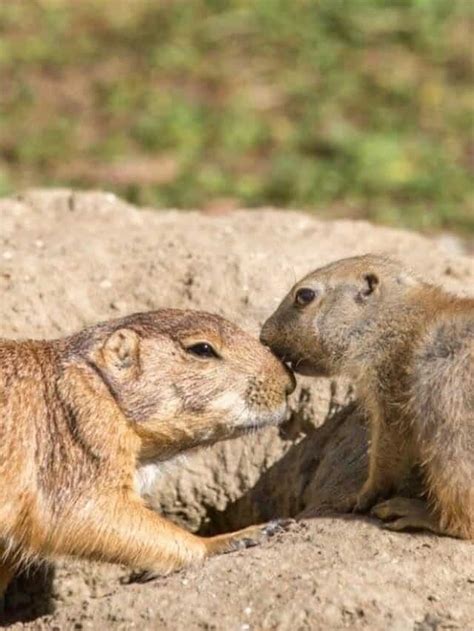 10 Incredible Groundhog Facts Az Animals