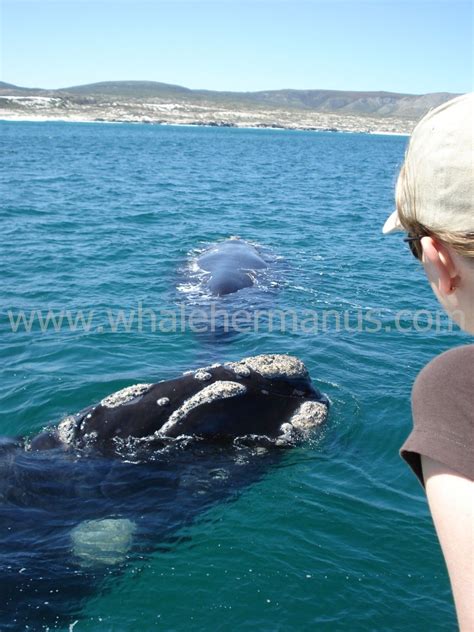 Whale Watching Boat Trips In Hermanus Are Incredible