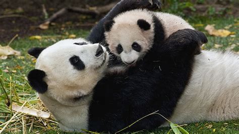 Hd Wallpaper Panda Cub Cuddling Couple Grass Play Panda Animal