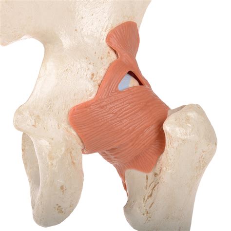 Anatomical Models Human Joint Models Deluxe Functional Hip Joint Model