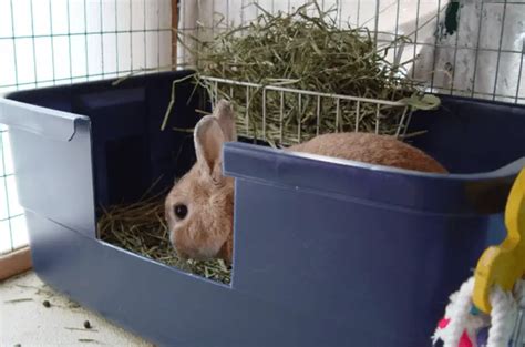 How To Litter Train A Rabbit Rabbit Care Blog