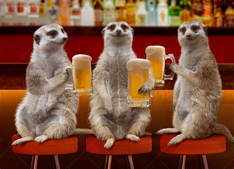 Funny Meerkats Drinking Beer Stock Photo