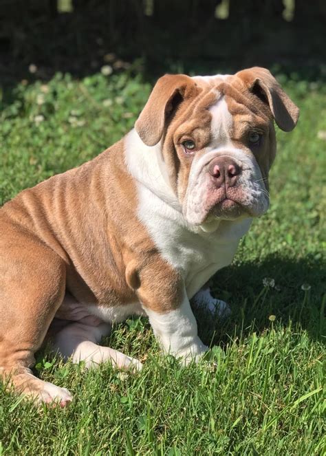 See our available english bulldog puppies for sale & adopt your own today! English Bulldog Puppies For Sale | Springdale, AR #331681