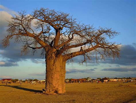 baobab in the veld limpopo south africa south african tourism flickr