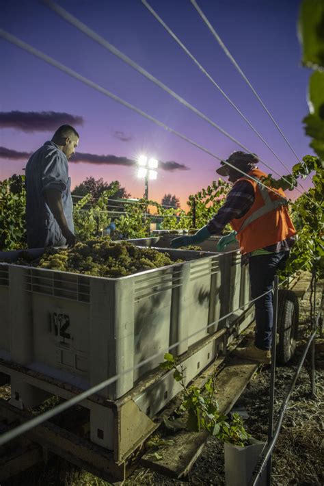 Harvest 2019 Concannon Vineyard