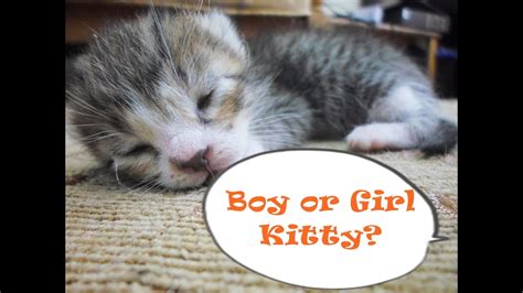 How To Tell If Your Kitten Is A Boy Or A Girl Catdogcuties Youtube