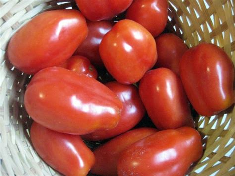Tomato San Marzano Seeds Certified Organic Garden Hoard