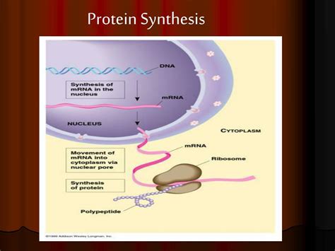 Ppt Protein Synthesis Powerpoint Presentation Free Download Id 4745467