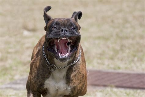 What To Do About Aggression In Dogs Vet Practice Magazine