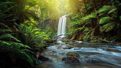 Hd Wallpaper Forest River Waterfall Australia Fern Victoria The