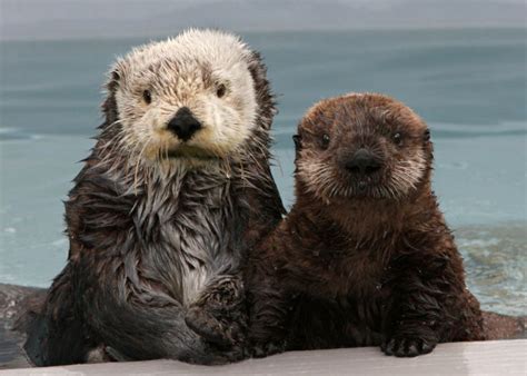Otter Couple Holding Paws Animules Pinterest