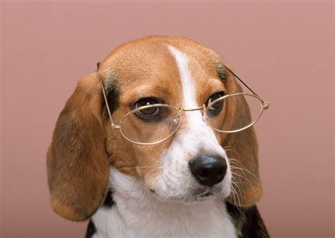 Oculos De Grau Para Cachorro