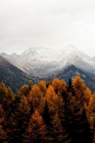 Bare Tress And Mountain Photo Free Tree Image On Unsplash Fall