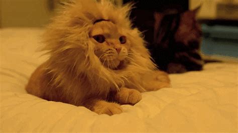 Lion Cat Is The Cutest Cat Meow The 47 Best Cat S Of All Time