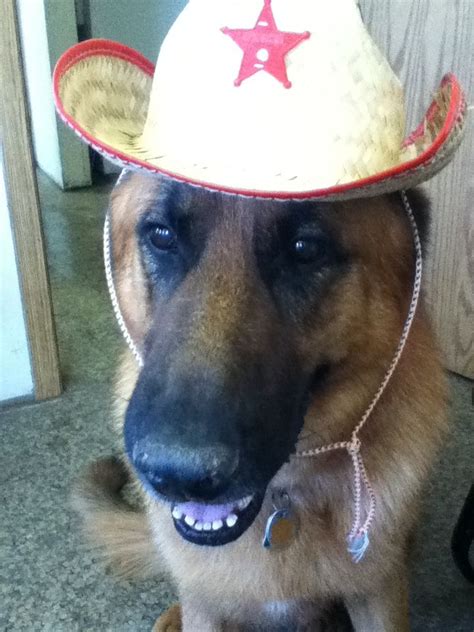 Gsd Diesel Cowboy Hats German Shepherd Gsd