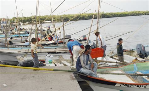 Pesca Sustentable En Sinaloa Oportunidad Para México