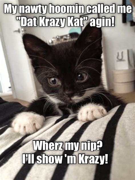 Want Crazy Get Crazy Funny Cat Memes Kittens Funny Funny Cats