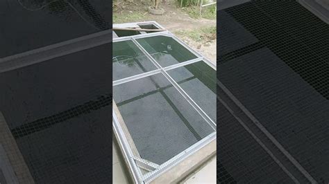 Sayangnya, lumut di kolam bisa merusak keindahan apabila jumlahnya terlalu banyak. Kolam ikan koi - YouTube