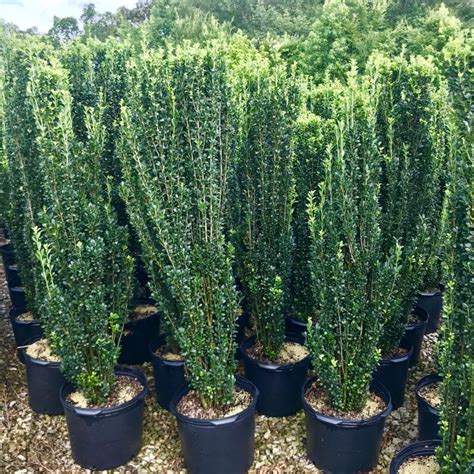 Jetzt urlaub auf tripadvisor buchen. Green Valley Farms | Holly Sky Pencil | Pool landscaping ...