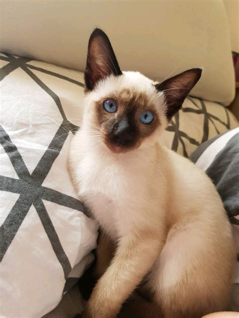 Seal Point Siamese Cats For Sale Hot Sex Picture