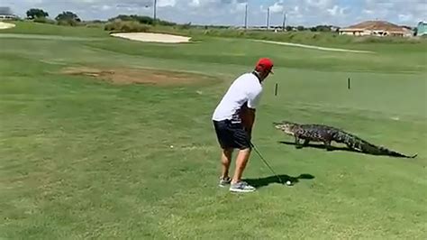 Florida Golfer Ignores Scary Alligator Strolling Next To Him Wsvn