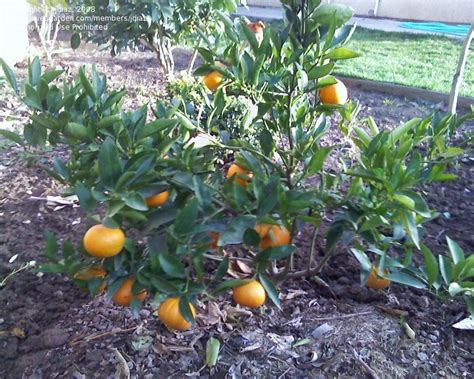 Citrus Reticulata Tangerine 柑橘 Hesperidium Fruit 柑果 Malaysia Plant