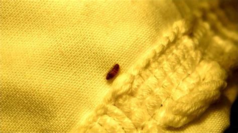 What Do Carpet Beetles Eggs Look Like Carpet Vidalondon