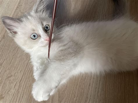 If you haven't heard yet, Matsuri has recently bought a kitten! : r