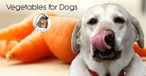 When choosing a name for your pooch, the main thing you need to worry about is whether or not you like it. Vegetables for Dogs: Pick the Perfect Veggie for Your Dog ...