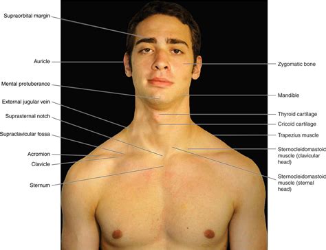 Learn it fast and easier! Atlas of Surface Anatomy - Hadzic's Peripheral Nerve Blocks and Anatomy for Ultrasound-Guided ...