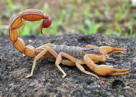 Indian Red Scorpion Hottentotta Tamulus Scorpio Art Animal Anatomy