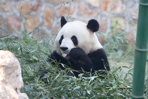 Meng Lan萌兰 On Twitter Cute Panda Giantpanda Menglan T