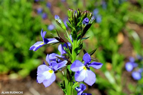 White, blue, purple, and maroon. purple-flowers-6 - SAPeople - Your Worldwide South African ...