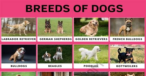 A Z Dog Breed Names