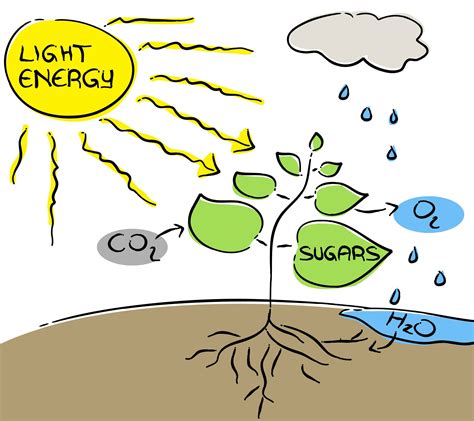Plants are also composed of infinite cells like animals and plastids often contain pigments that are often used in the process of photosynthesis. Yakima Valley brings the heat for photosynthesis | Yakima ...