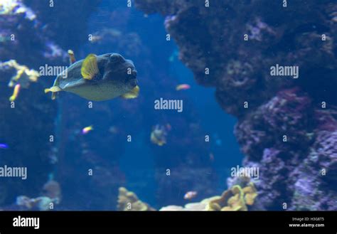 Pufferfish Swimming Over Deep Water In Coral Sea Stock Photo Alamy