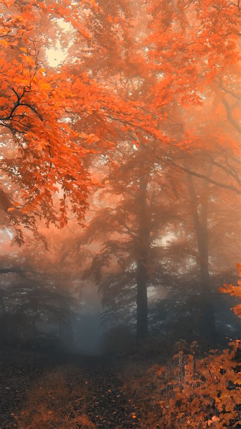 Autumn Forest Fog Trees Android Wallpaper Free Download
