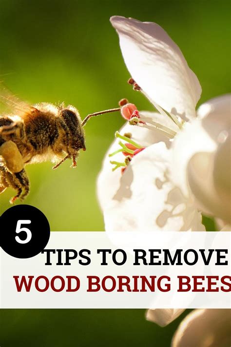 How To Get Rid Of Wood Boring Beeseasy Explanation 5 Tips Wood