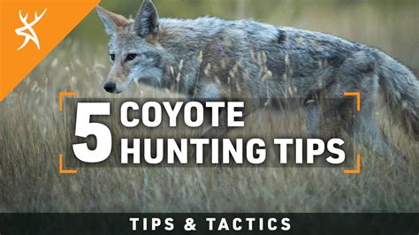 HOW to HUNT COYOTES | 5 COYOTE HUNTING TIPS - YouTube