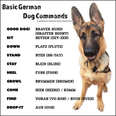 Best German Shepherd Names To Catch Your Dogs Attention German Dog