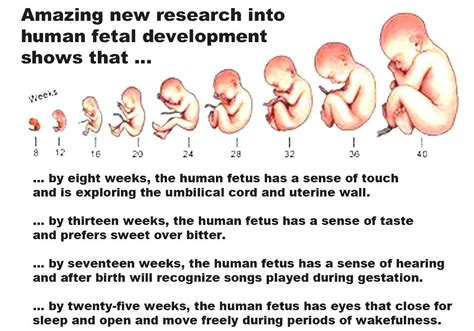 Prenatal Development Human Development From Conception To Birth