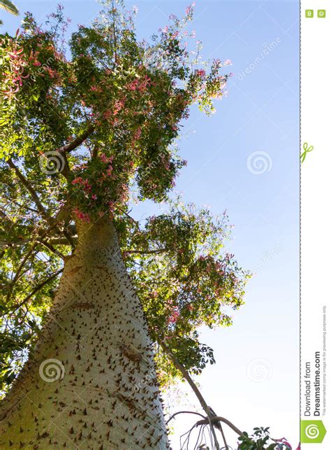Ceiba Speciosa Or Silk Floss Tree A Subtropical Tree With Bott Stock