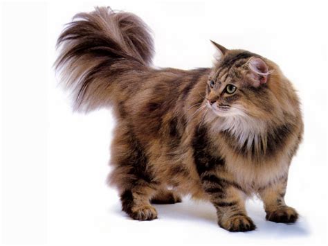 Jlm Scans Cat Breed Norwegian Forest Cat Brown Classic Tabby