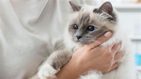 The 10 Best Cat Breeds For Cuddling